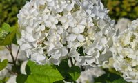 Stand Up® White