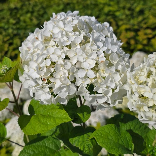 Stand Up® White