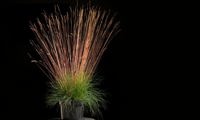 Sunrise (Festuca)