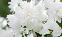 Pearls of Perfume