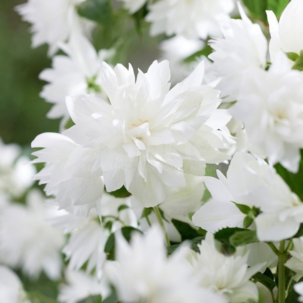 Pearls of Perfume