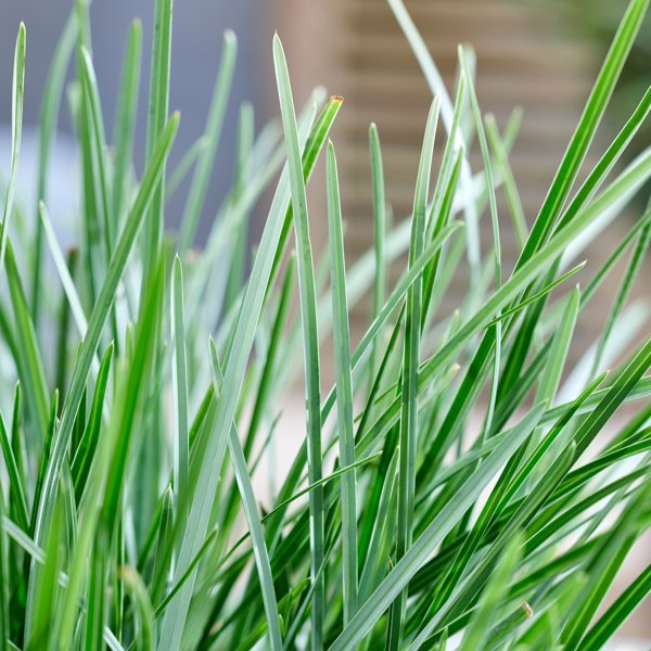 Sesleria × (Сеслерія гібридна)
