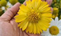 Sun Buddies Gold