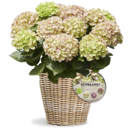 Rembrandt® Bella Pesche