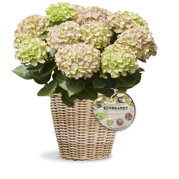 Rembrandt® Bella Pesche