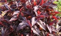 Red Dragon