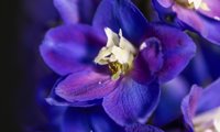 Delgenius Blue Fabulosa