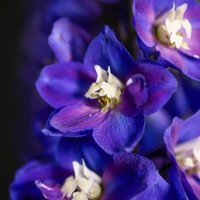 Delgenius Blue Fabulosa