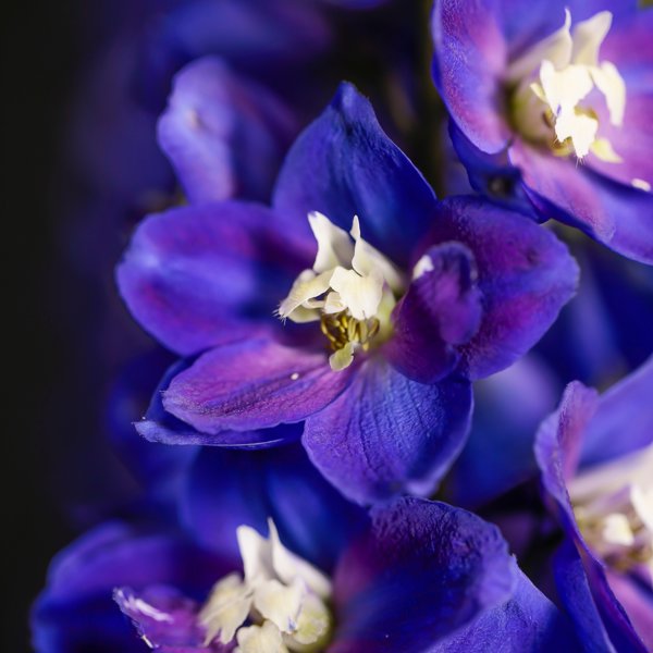 Delgenius Blue Fabulosa
