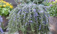 Blue Cascade
