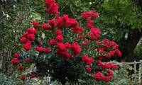 Enduring Red