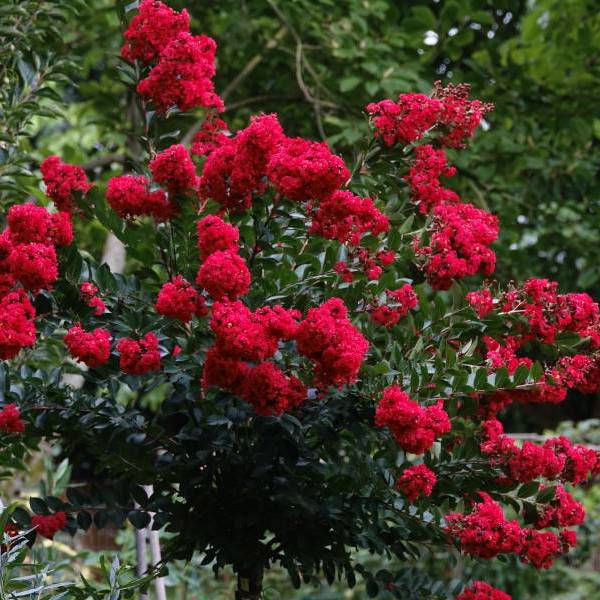 Enduring Red