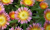 Wheels of Wonder Salmony Pink