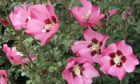 Pink Giant®