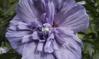 Blue Chiffon