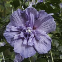 Blue Chiffon