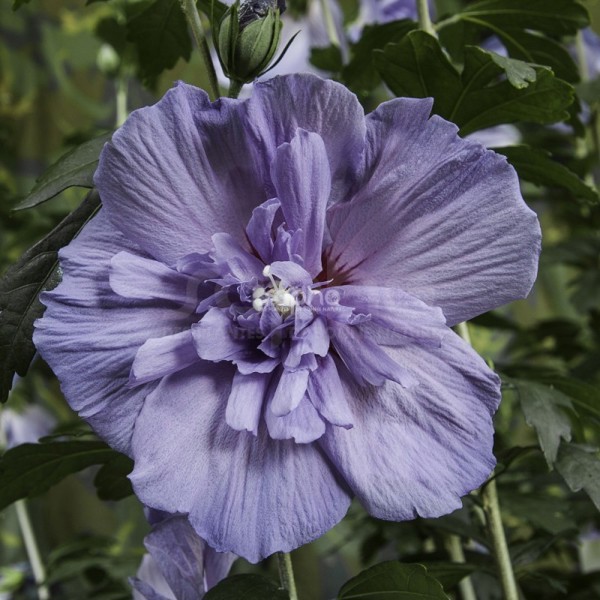 Blue Chiffon