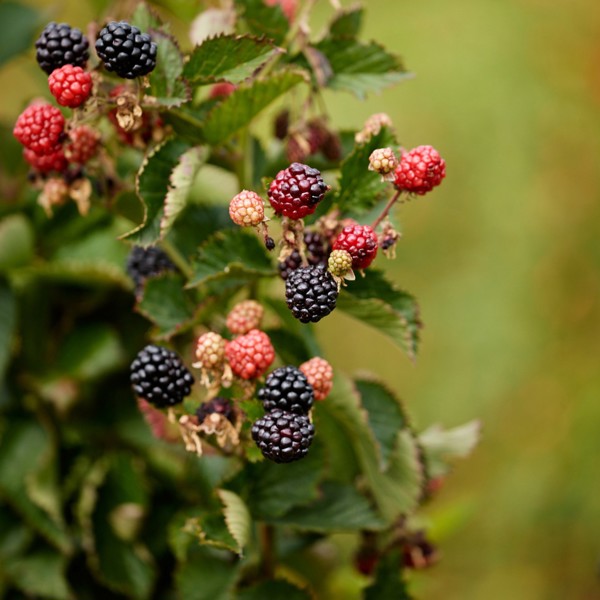 Rubus × (Ожина гібридна)