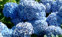 Bouquet Rose