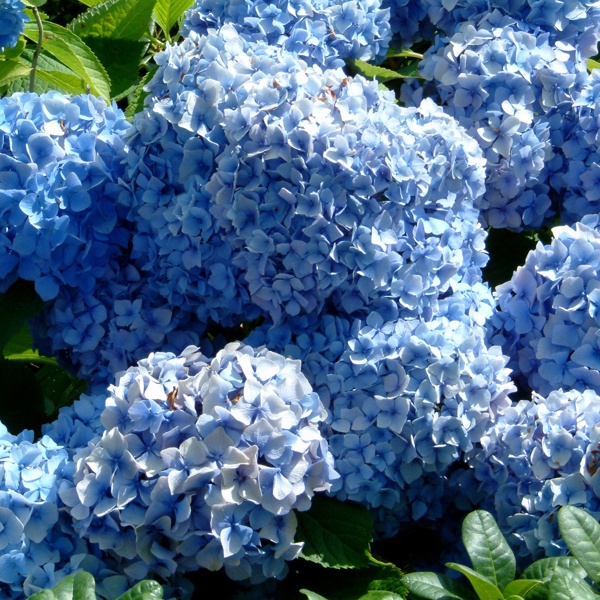 Bouquet Rose