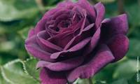 Purple Eden