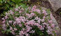 Yuki Cherry Blossom