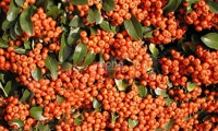 Saphyr® Orange