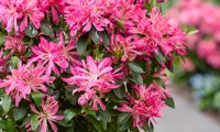 Pink Star
