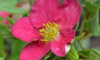 Bellissima
