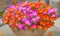Ocean Sunset Violet