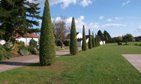 Fastigiata