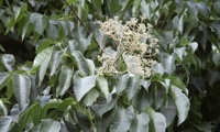 Hupehensis