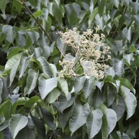 Hupehensis