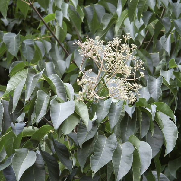 Hupehensis
