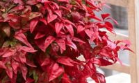 Blush Pink (Nandina)