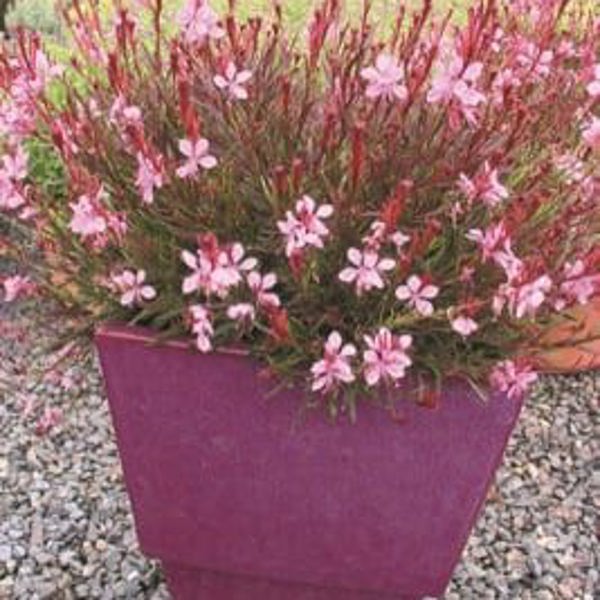 Passionate Blush
