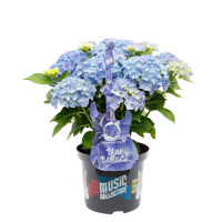 Music Collection® Blue Ballad
