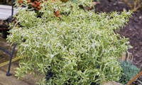 (Eriostemon) myoporoides Gold Touch®