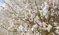 Taoflora White