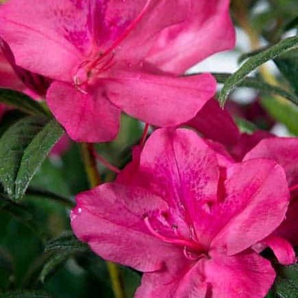 Autumn Jewel