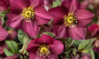 HGC® Ice N' Roses® Red Romance