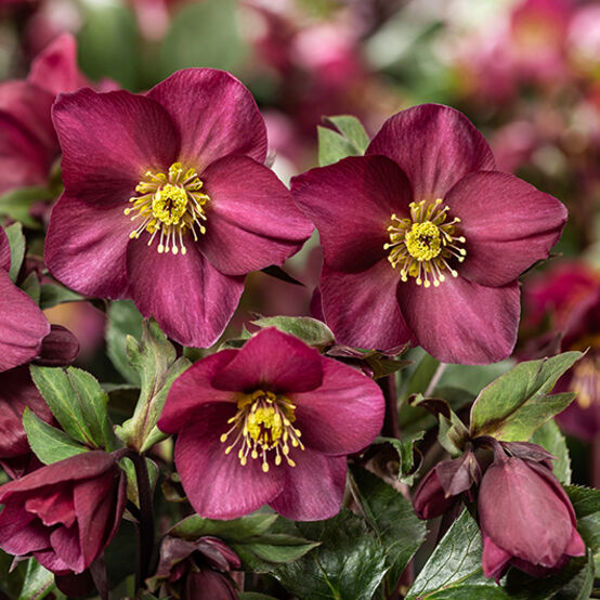 HGC® Ice N' Roses® Red Romance