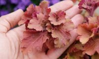 Frilly