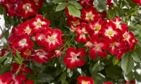 Everglow Ruby