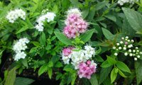 Shirobana (Spiraea)