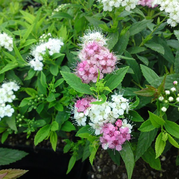 Shirobana (Spiraea)