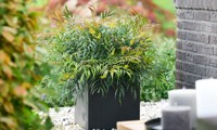 Magical® Winterfern