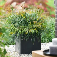 Magical® Winterfern