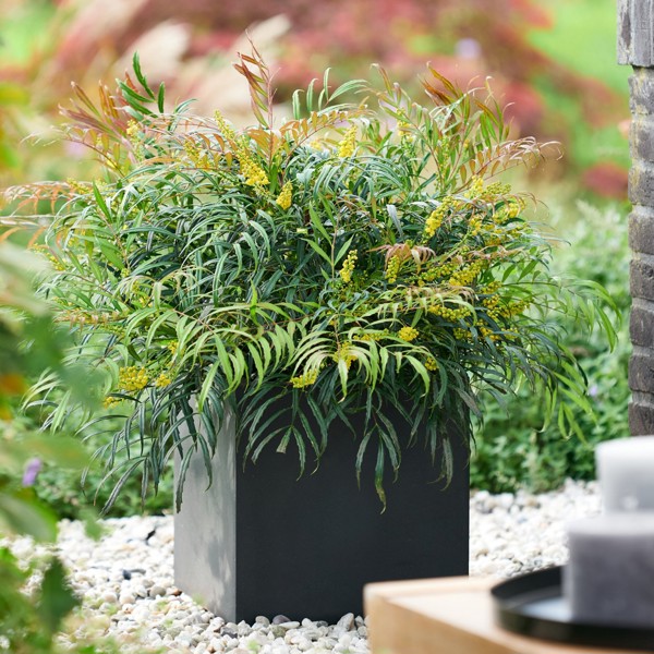Mahonia × (Магонія гібридна)