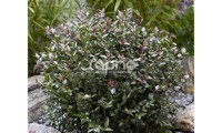Garden Clouds® Purple Storm
